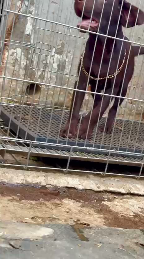 Beagle Black & Tan Puppy, farm video