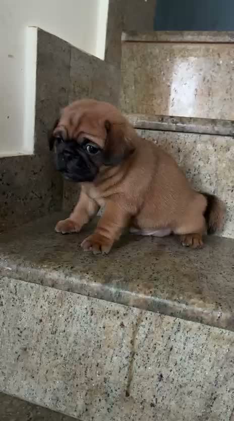 Pug Puppy, farm video