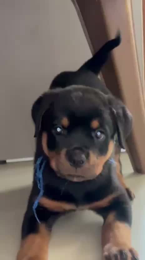 Rottweiler Puppy, farm video