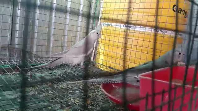 Dachshund Puppy | Brown, farm video