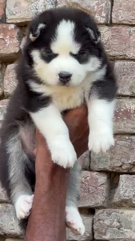 Siberian Husky Puppy | Black & White Color, farm video