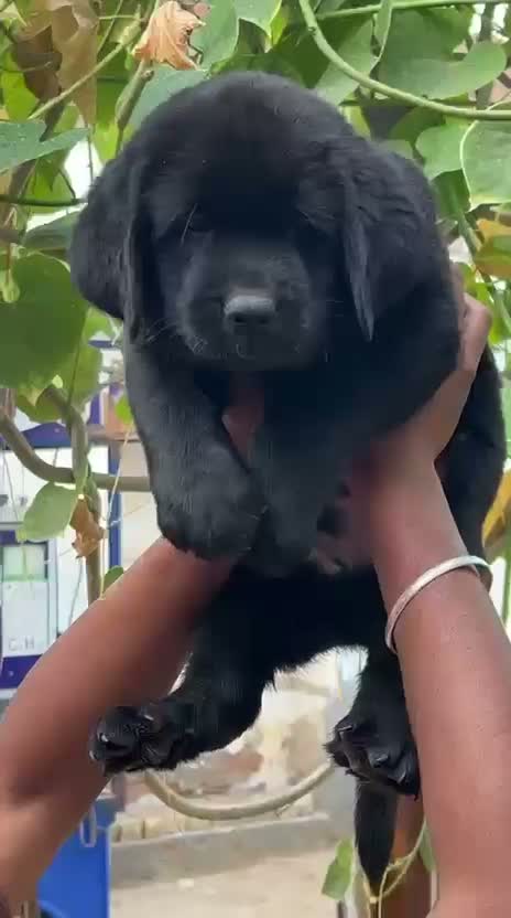 Beagle Black & Tan Puppy, farm video