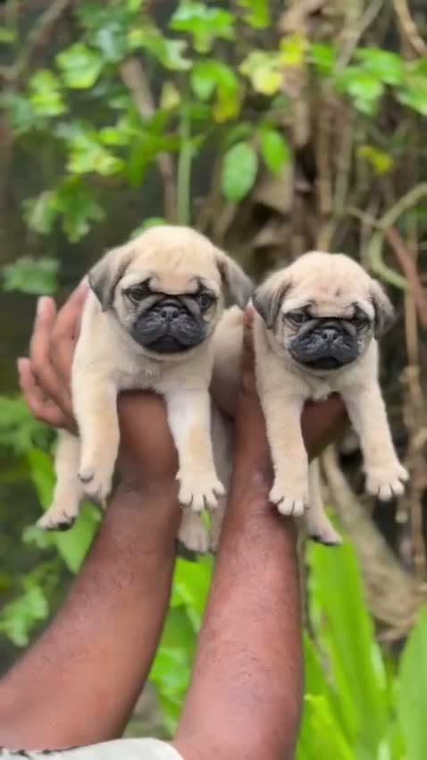 Pug Puppy, farm video