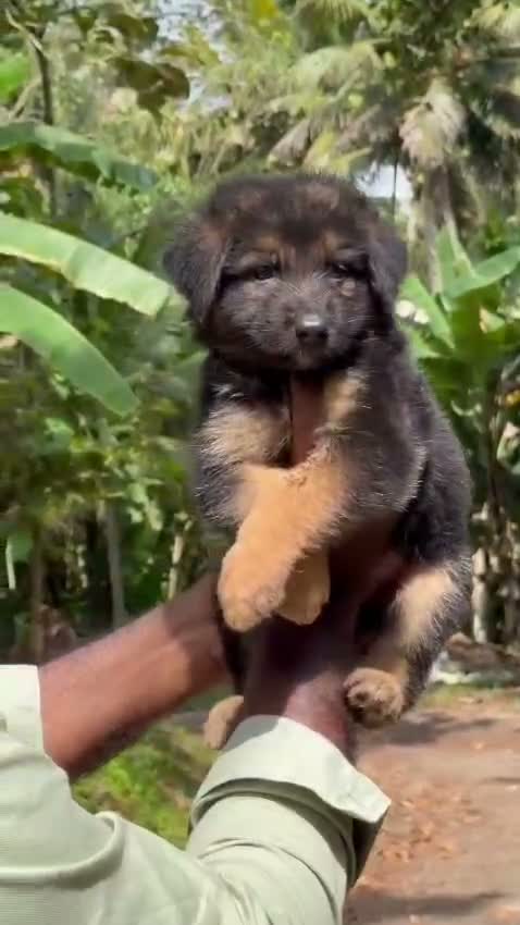 German Shepherd Puppy, farm video