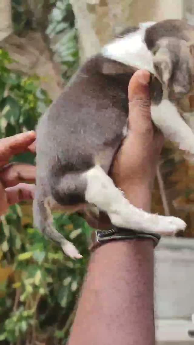 Beagle Black & Tan Puppy, farm video