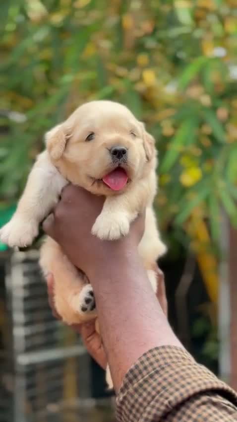 Labrador Retriever Puppy, farm video