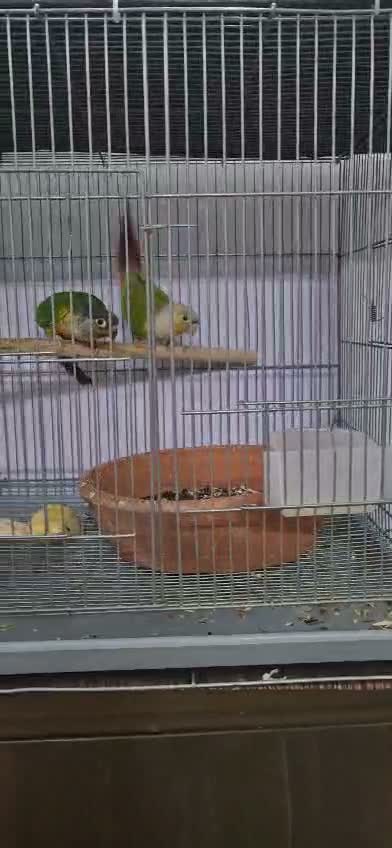 Small Cheek Conure, farm video