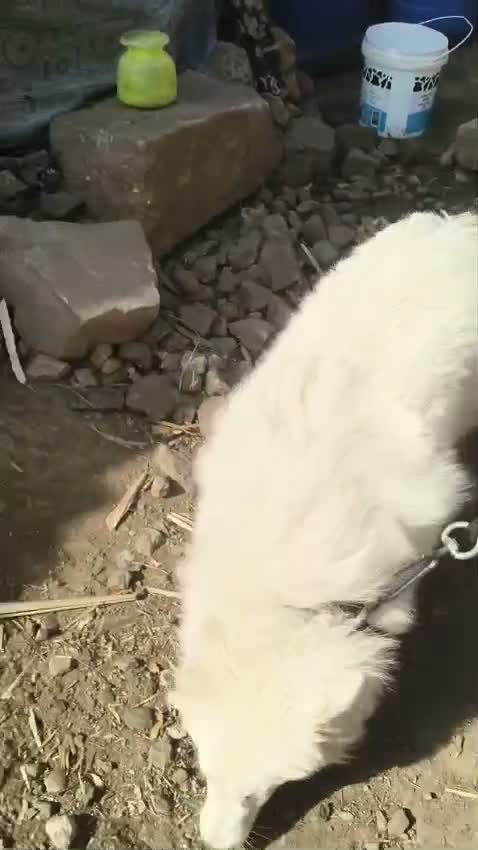 Dachshund Puppy, farm video
