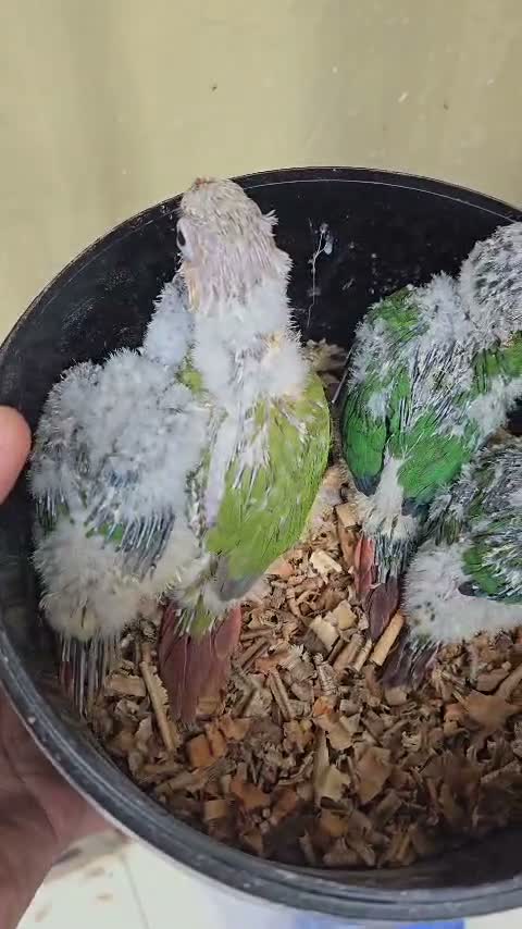 Small Cheek Conure, farm video