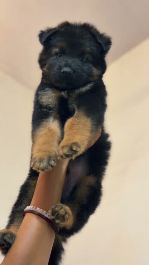 German Shepherd Puppy, farm video