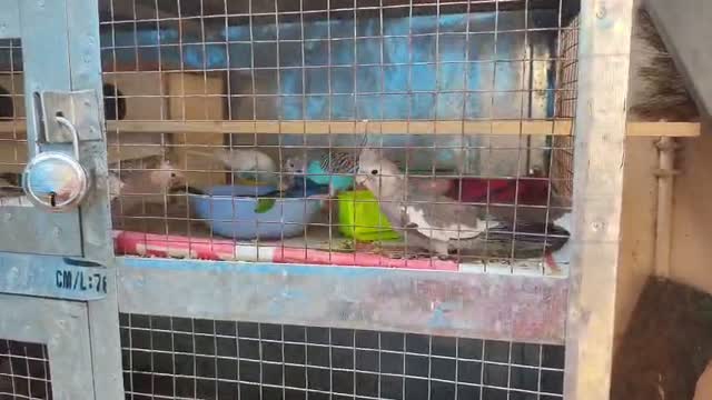 Cockatiel, farm video