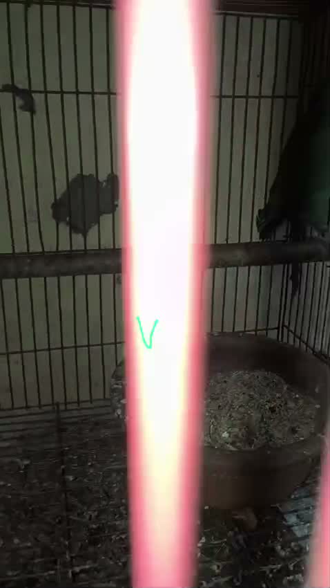 Dachshund Puppy, farm video