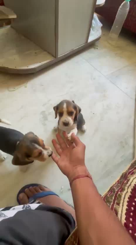 Dachshund Puppy, farm video