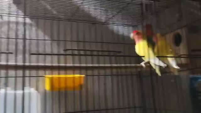 African Love Birds, farm video
