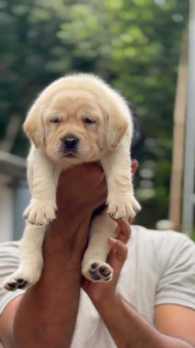 Dachshund Puppy, farm video