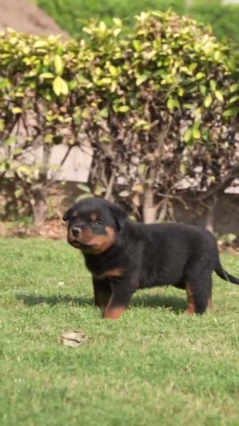 Rottweiler Puppy, farm video
