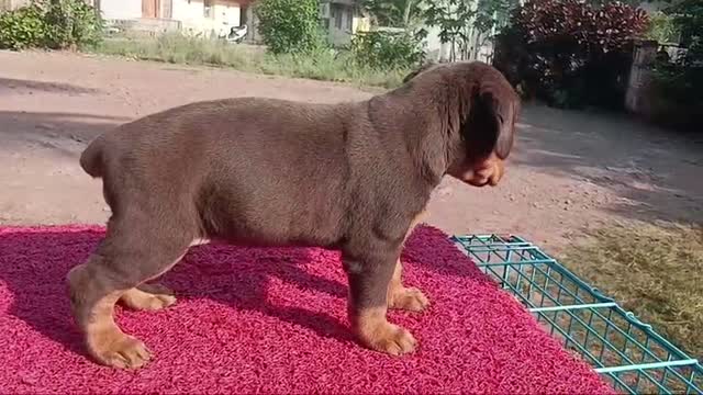 Dachshund Puppy, farm video