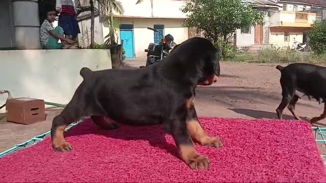 Dachshund Puppy, farm video
