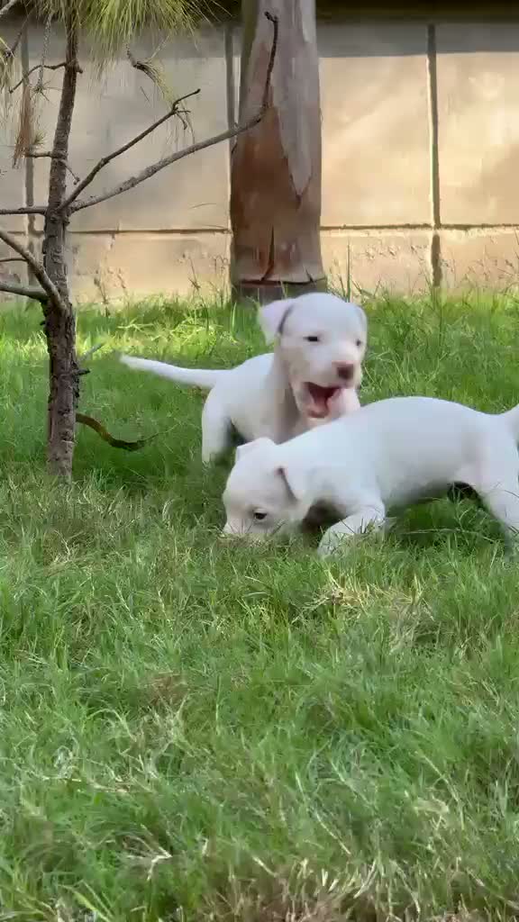 Dachshund Puppy, farm video