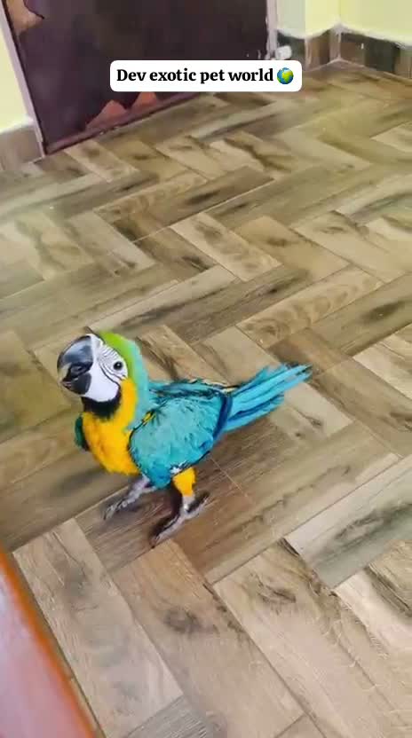 Small Cheek Conure, farm video