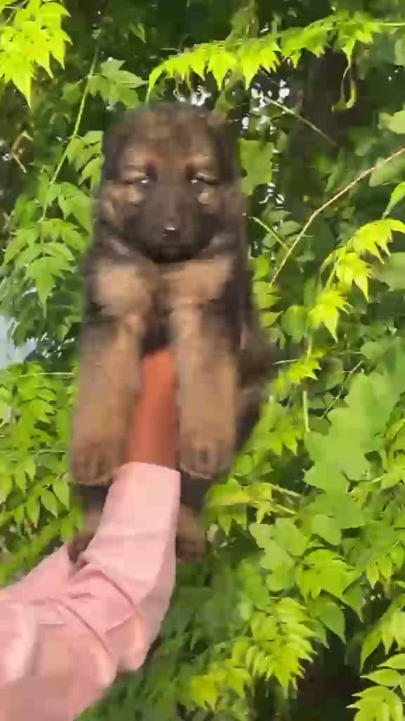 Dachshund Puppy, farm video