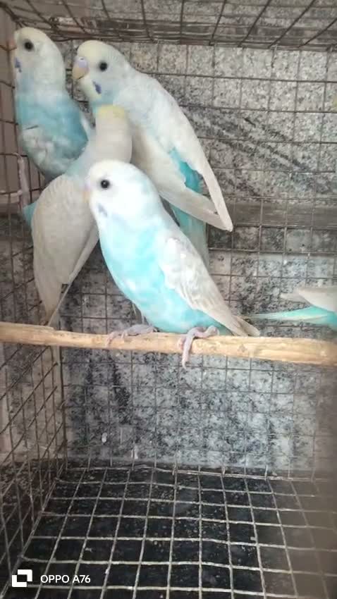 Budgies | Fallow, farm video