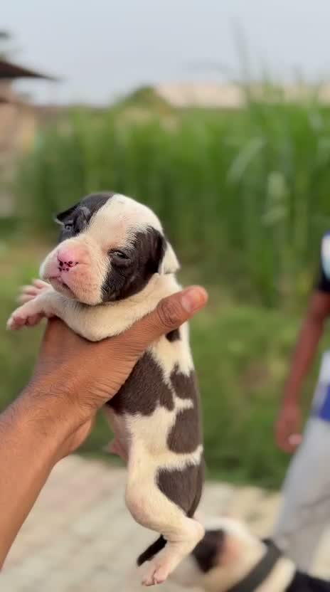 Pitbull Terrier Puppy, farm video