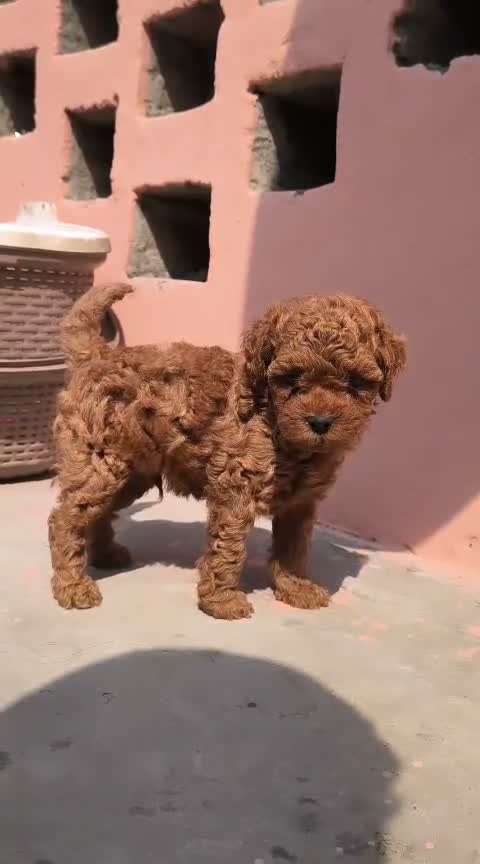 Standard Poodle Puppy, farm video