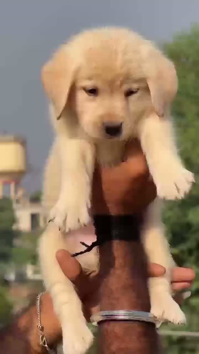 Beagle Black & Tan Puppy, farm video