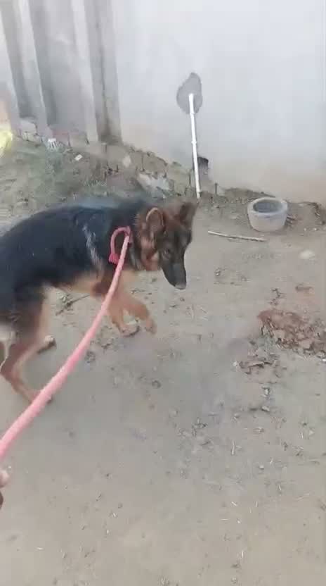 German Shepherd Puppy, farm video