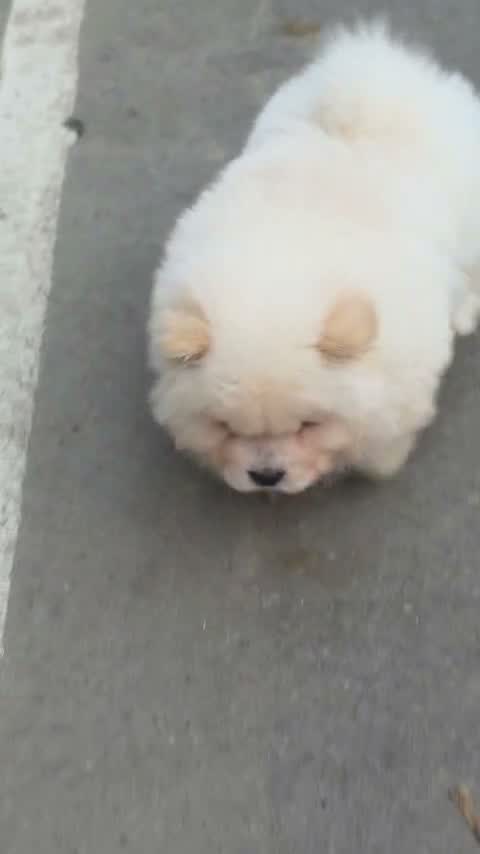 Chow Chow Puppies, farm video