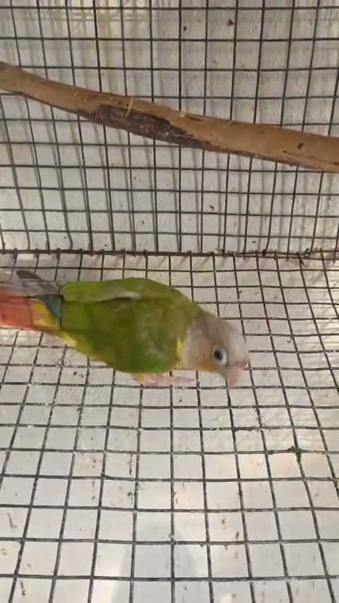 Small Cheek Conure, farm video