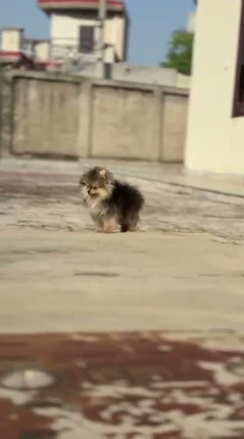Pomeranian Puppy, farm video