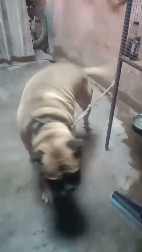 Tibetan Mastiff Puppy, farm video