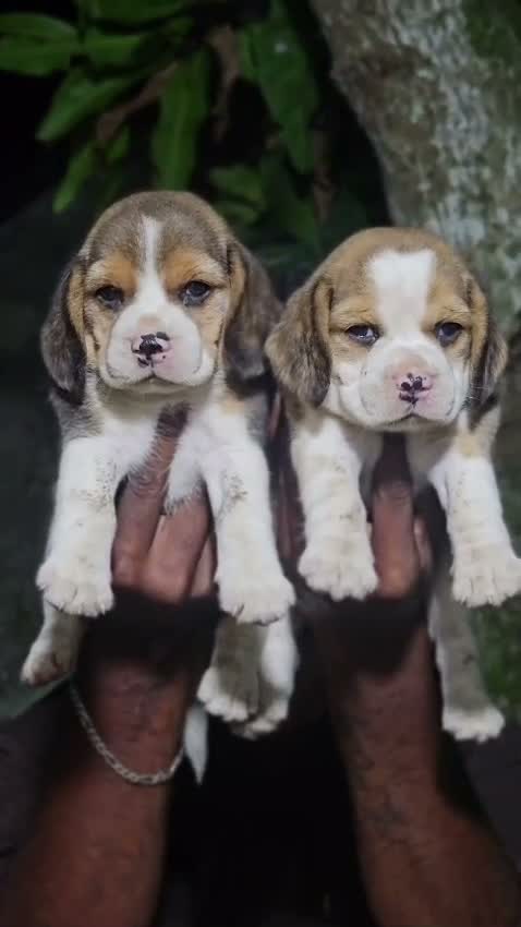 Beagle Black & Tan Puppy, farm video