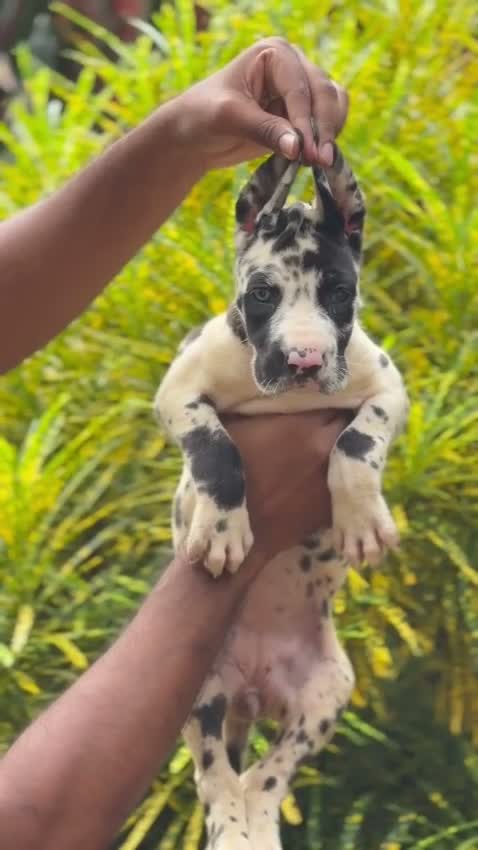 Great Dane Puppy, farm video