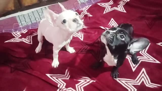 French Bulldog Puppy, farm video