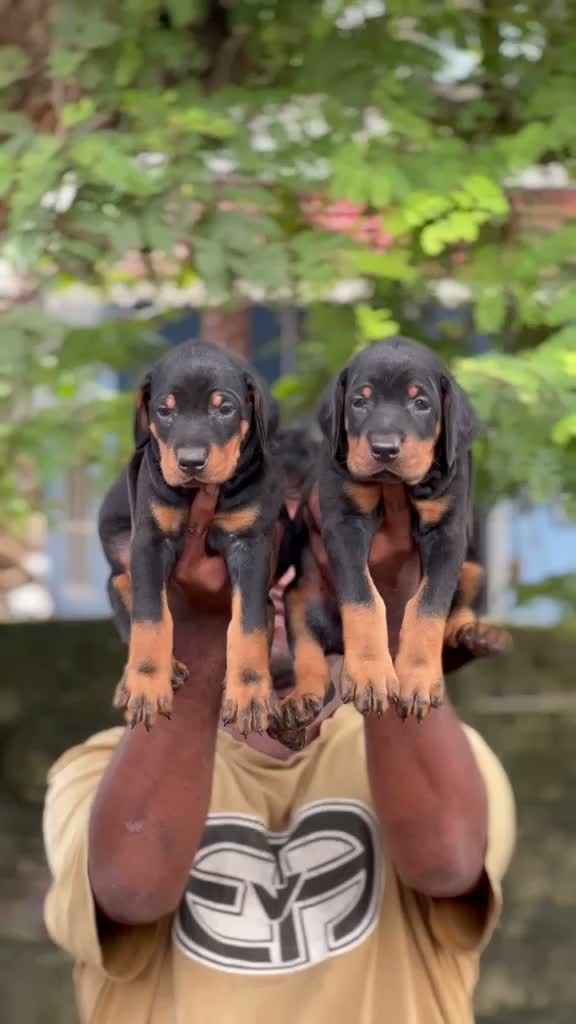Doberman Pinscher Puppy | Brown & Tan, farm video