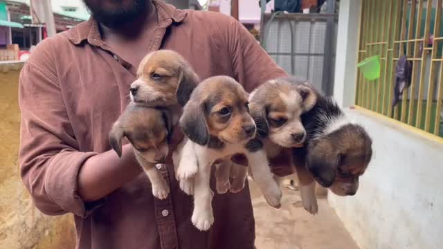 Beagle Black & Tan Puppy, farm video
