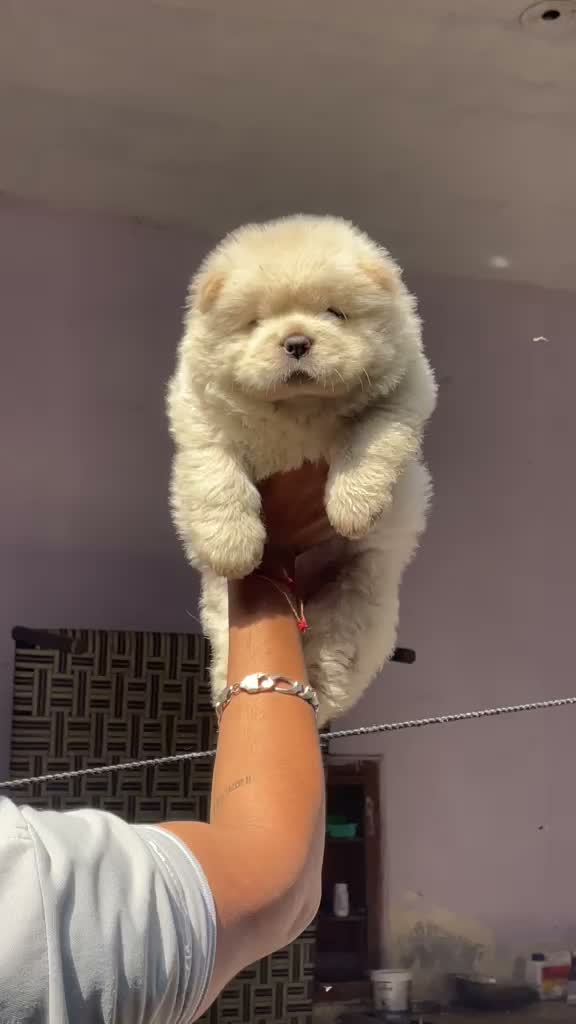 Chow Chow Puppies, farm video