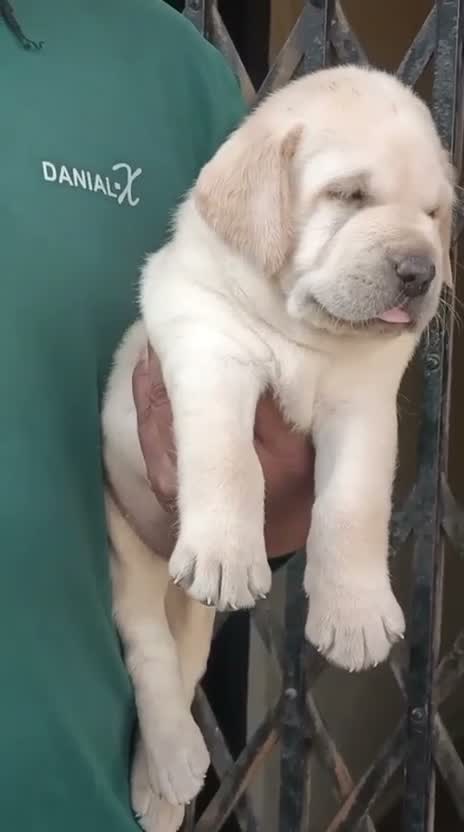 Beagle Black & Tan Puppy, farm video