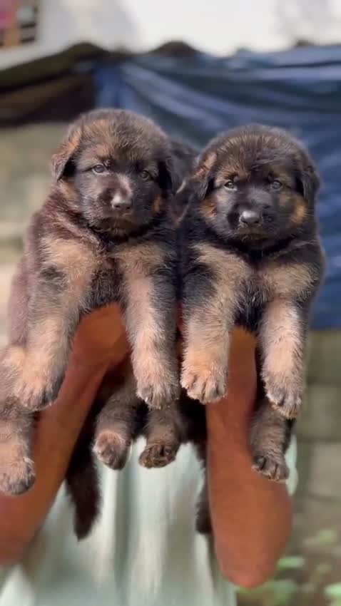 German Shepherd Puppy, farm video