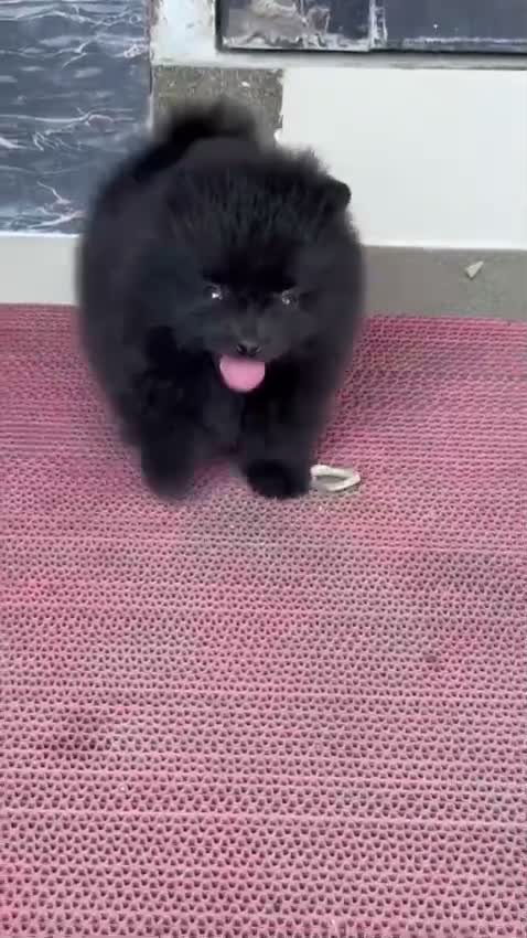 Pomeranian Puppy, farm video