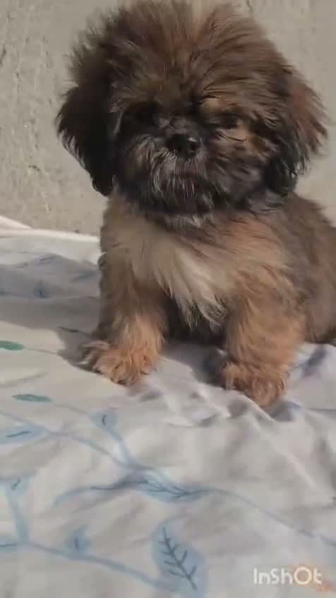 Shih Tzu | Black Color, farm video
