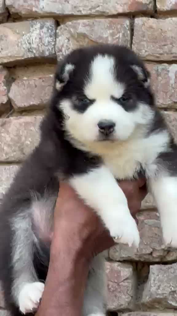 Siberian Husky Puppy | Black & White Color, farm video