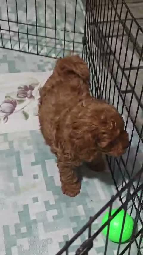 Standard Poodle Puppy | White, farm video