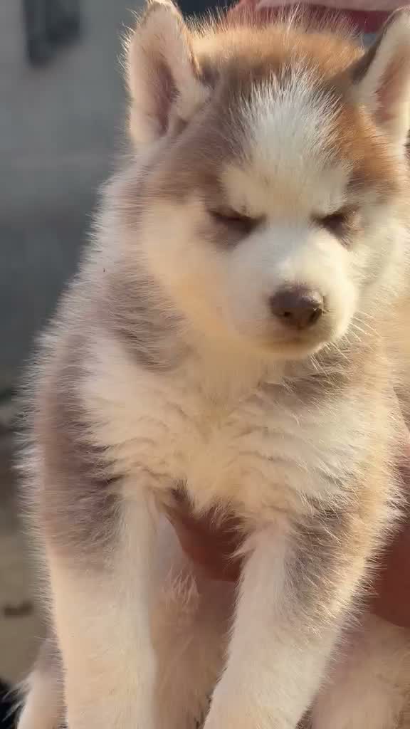 Siberian Husky Puppy | Black & White Color, farm video