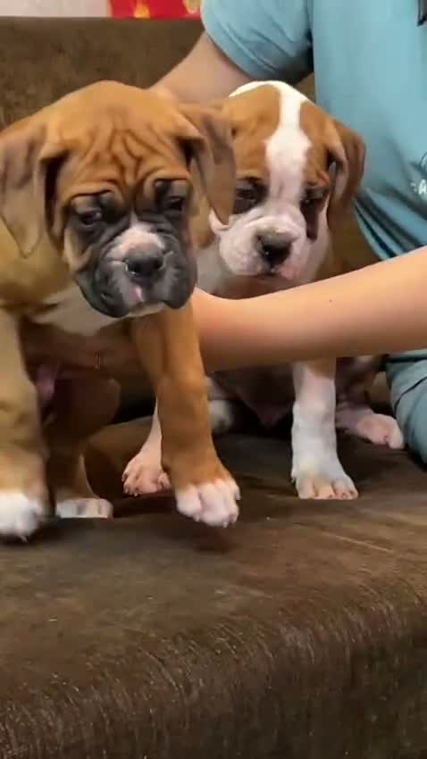 Boxer Puppy, farm video