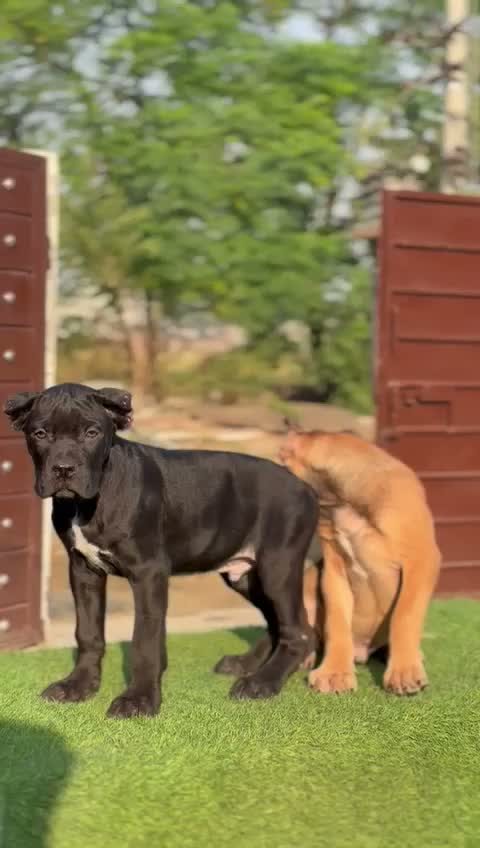 Cane Corso Puppy, farm video