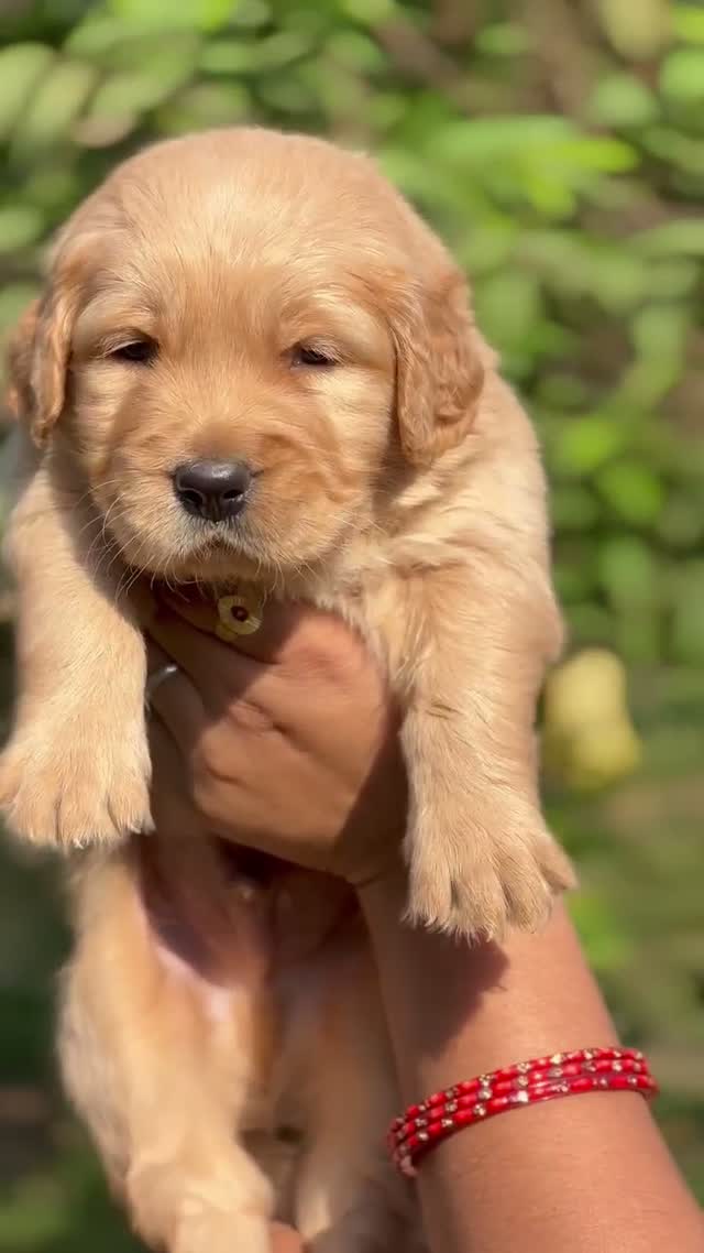 Golden Retriever, farm video